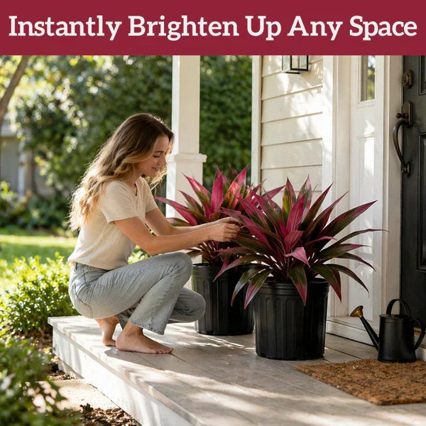 Verdara – Vibrant Faux Cordyline Plant Set