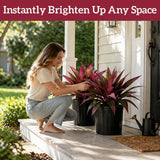 Verdara – Vibrant Faux Cordyline Plant Set