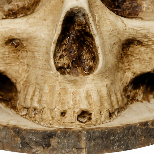 Osseo – Skull Knife Holder That Turns Storage Into Display