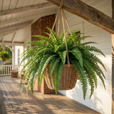 Fernly – Realistic Artificial Boston Fern